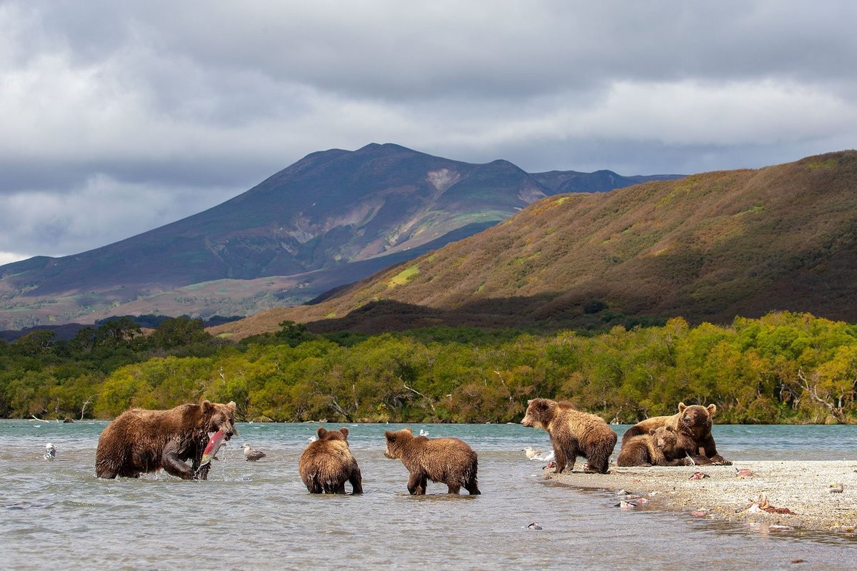 Камчатский бурый медведь фото