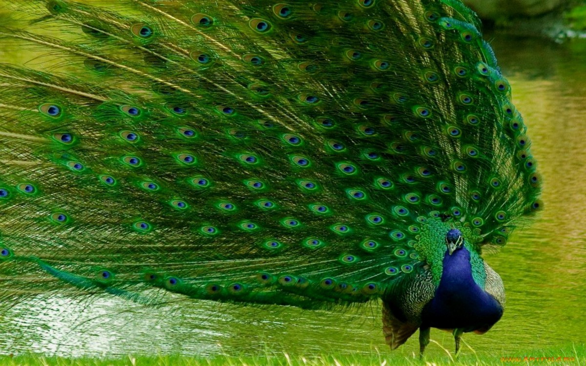 Красивые крупные птицы красивые фото и картинки