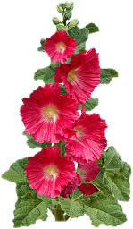 red mallow
