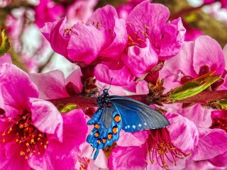 Jigsaw Puzzle «Butterfly on cherry»