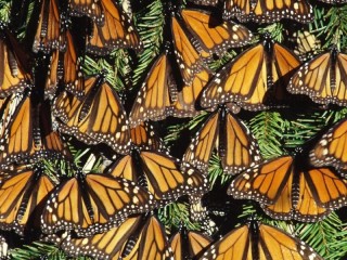 Jigsaw Puzzle «butterflies»