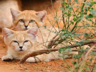Jigsaw Puzzle «dune cats»