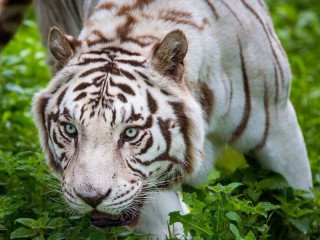 Jigsaw Puzzle «white tiger»