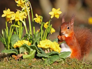 Jigsaw Puzzle «Squirrel and flowers»