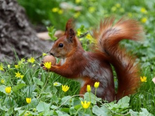 Jigsaw Puzzle «Squirrel with a nut»