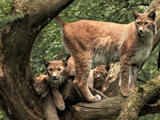 Jigsaw Puzzle «Wild cats»