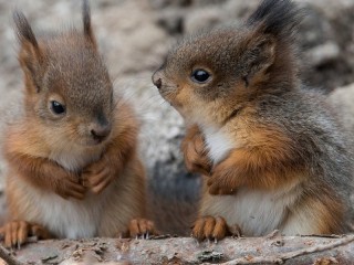 Jigsaw Puzzle «Two squirrels»