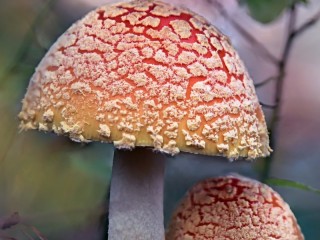 Jigsaw Puzzle «Two fly agaric»