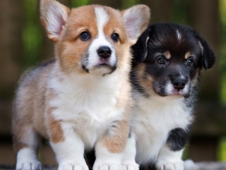 Jigsaw Puzzle «two puppies»