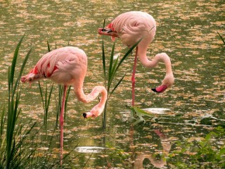 Jigsaw Puzzle «Flamingo»