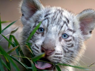 Jigsaw Puzzle «Blue-eyed tiger cub»