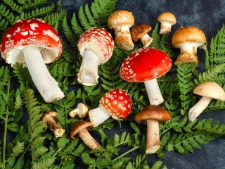 Jigsaw Puzzle «Mushrooms and fern»