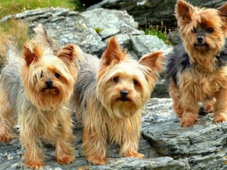 Jigsaw Puzzle «Yorkshire Terrier»