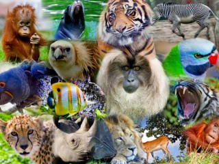 Jigsaw Puzzle «Collage with animals»