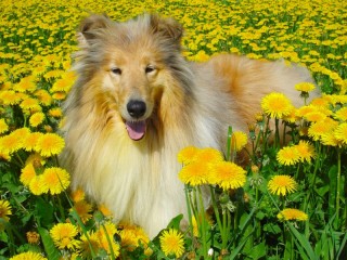 Jigsaw Puzzle «Collie and dandelions»