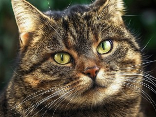 Jigsaw Puzzle «Cat look»