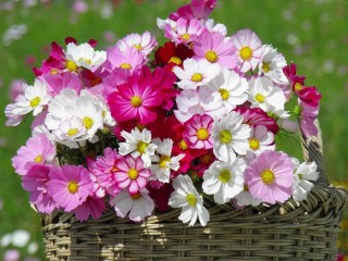 Jigsaw Puzzle «Cosmos in a basket»
