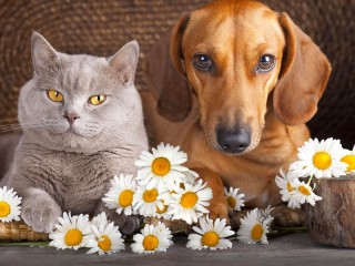 Jigsaw Puzzle «Cat and dog»