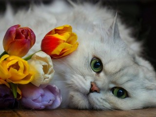 Jigsaw Puzzle «cat and tulips»