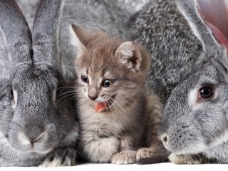 Jigsaw Puzzle «Kitten and rabbits»