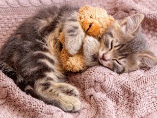 Jigsaw Puzzle «Kitten with a bear»