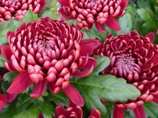 Jigsaw Puzzle «Red chrysanthemums»