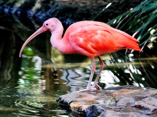 Jigsaw Puzzle «Scarlet ibis»