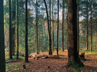 Jigsaw Puzzle «Forest»