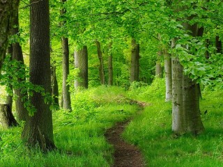 Jigsaw Puzzle «forest path»