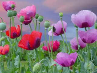 Jigsaw Puzzle «Poppies»