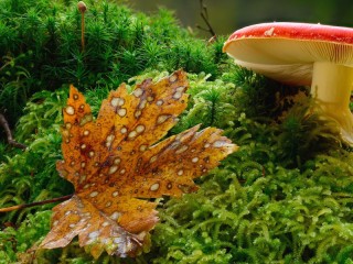 Jigsaw Puzzle «Fly agaric in the moss»