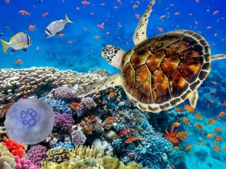 Jigsaw Puzzle «On the seabed»