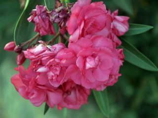 Jigsaw Puzzle «Oleander»