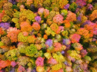 Jigsaw Puzzle «Autumn colors»