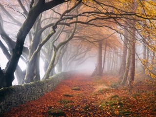 Jigsaw Puzzle «autumn mist»