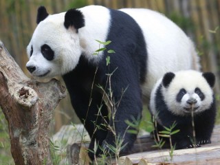 Jigsaw Puzzle «Panda with baby»