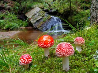 Jigsaw Puzzle «Landscape with fly agarics»