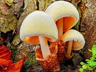 Jigsaw Puzzle «fluffy mushrooms»