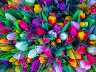 Jigsaw Puzzle «Multicolored bouquet of tulips»