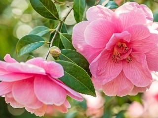 Jigsaw Puzzle «Pink camellia»