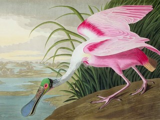 Jigsaw Puzzle «Roseate Spoonbill»