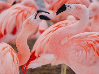 Jigsaw Puzzle «Pink flamingo»