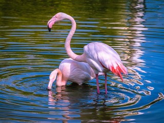 Jigsaw Puzzle «Pink flamingos»