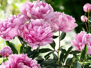Jigsaw Puzzle «pink peonies»