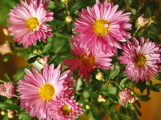 Jigsaw Puzzle «pink flowers»