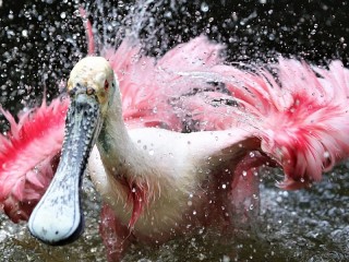 Jigsaw Puzzle «Roseate spoonbill»