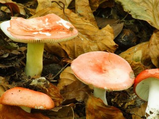 Jigsaw Puzzle «Russula and leaves»