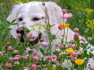 Jigsaw Puzzle «dog and flowers»