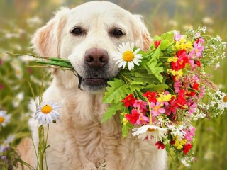 Jigsaw Puzzle «Dog with a bouquet»
