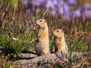 Jigsaw Puzzle «Gophers»